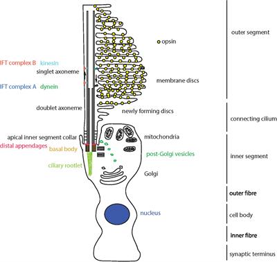 661W Photoreceptor Cell Line as a Cell Model for Studying Retinal Ciliopathies